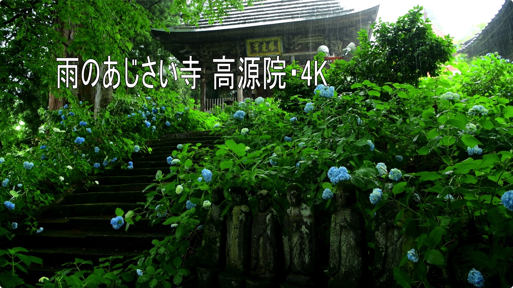 雨のあじさい寺  4K视频 第1张